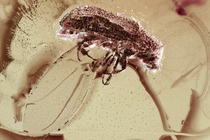 Detailed Fossil Bark Beetle (Scolytinae) in Baltic Amber #321739